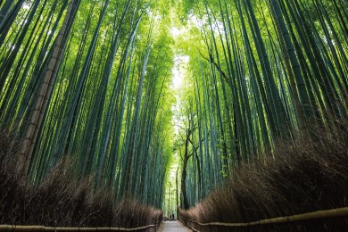 竹林の小径