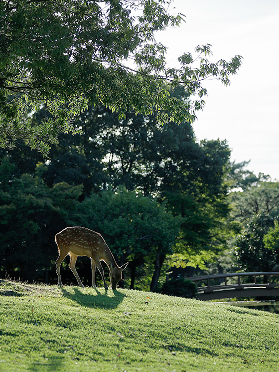 奈良公園